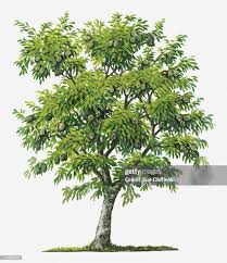 Image result for Annona muricata