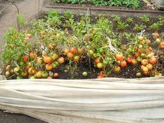 можно ли сажать помидоры по два в лунку видео I Pinimg Com Originals Cd 4f B0 Cd4fb0120f4c2cb