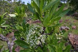 Image result for Pavetta johnstonii