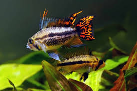 Long Time Keeper, First African | Cichlid Fish Forum
