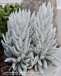 Image result for Caputia