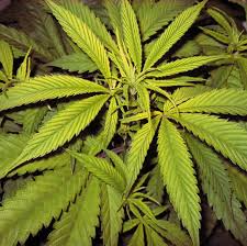 Image result for Zinc Deficiency