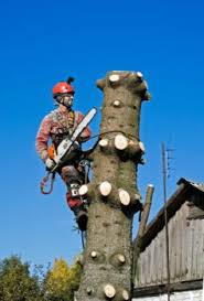 Maybe you would like to learn more about one of these? Tanne Fallen Mit Diesen Kosten Konnen Sie Rechnen