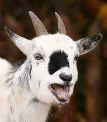 By 2000, the term had become popular enough in the rap scene that ll cool j named his album g.o.a.t. Goat Wiktionary
