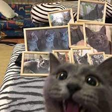 weird hashtag on instagram photos and videos funny animal pictures funny cat pictures funny cat photos