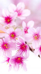 Hd Wallpapers For 5 5 Inch Screen Mobile Free Download Hd Nature Wallpapers Flower Wallpaper Android Phone Wallpaper