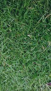 Berbentuk seperti bulir padi, hanya sekitar 2 milicenti. 7 Jenis Rumput Bagus Untuk Taman Lanskap Landscape Tukang Taman Surabaya