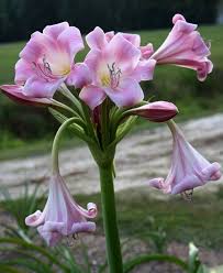 Image result for Crinum minimum