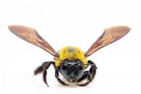 See other mothproofing, pest control services in egg harbor township, nj. Egg Harbor Township Mosquito Control Tick Control Egg Harbor Township Nj