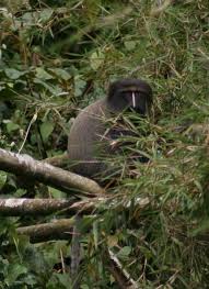 Image result for Sericostachys scandens