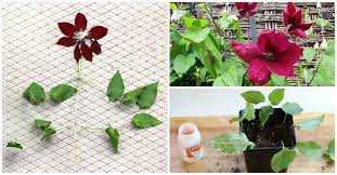 Maybe you would like to learn more about one of these? How To Grow Clematis From Cuttings Empress Of Dirt