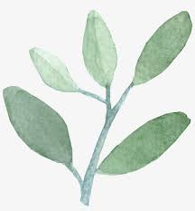 We did not find results for: Watercolor Leaves Leaves Watercolor Png Png Image Transparent Png Free Download On Seekpng