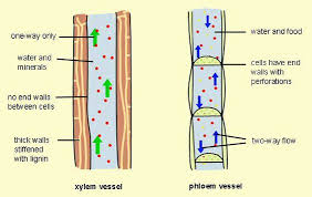 Differences Between Xylem And Phloem Vessels Biology Plants Plant Science Biology