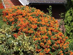 Und die vögel mögen sie nicht. Feuerdorn Orange Glow Pyracantha Coccinea Orange Glow Baumschule Horstmann