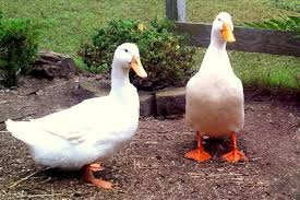 From whole duck to all the tasty parts, our selection ranges from raw, whole duck, duck breast, and duck legs. Best Duck Breeds For Pets And Egg Production Hgtv