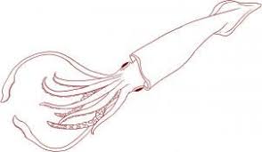Allgemein gilt der riesenkalmar architeuthis als der größte kopffüßer. Malvorlage Riesenkalmar Coloring And Malvorlagan