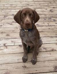 However, our commitment to those who appreciate the highest standards in pedigree and temperament have remained uncompromised. Akc German Shorthaired Pointer Puppy For Sale In Coloma Michigan Classified Americanlisted Com