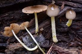 Image result for Bolbitius sp.