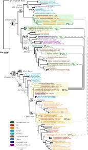 Image result for Agrostis continuata