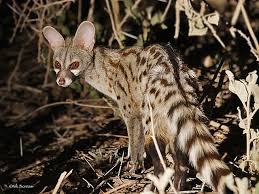 Gérard genette est né à paris en 1930. Genette Commune Description Complete Photos Instinct Animal