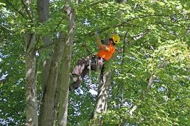 Alibaba.com offers 5,882 columbus ohio products. How To Hire An Arborist Ohioline