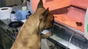 This site provides total 2 english word for brutkasten. Bangkok Hundemama Kuma Wacht Am Brutkasten In Dem Ihre Welpen Liegen