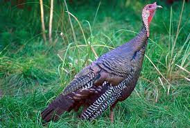 How can you tell if ground turkey is cooked? What Color Is A Turkey