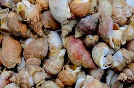 Comment Cuire Les Bulots Cuisson Escargot Poisson Recettes De Cuisine