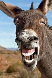 Of the 42 finalists, the winning photograph featured a turtle appearing to hold its middle finger to the camera. Entry 17 By Awal01 For Photoshop In Nice Teeth Into 2 Animal Photos Funny Picture Required Freelancer