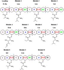 Ciclosporin, ciclosporin a, cyclosporin, cyclosporine, cyclosporine a, csa, cya. Ciclosporin Wikipedia