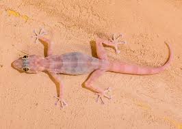طرق التخلص من البرص من المنزل نهائيا أفضل أساليب طرد الوزغ اكتشفي كيفية طرد البرص animals lizard gecko
