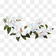 Flower Png Vector Psd And Clipart With Transparent Background For Free Download Pngtree Flower Illustration Flower Clipart Png Flower Clipart