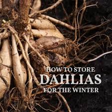 It is a pity that many gardeners are frightened off by tubers will grow thick with a skin. How To Store Dahlia Tubers Overwintering Eod