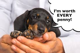 Miniature dachshunds are scent hound dog breeds who were bred to hunt badgers and other tunneling animals like rabbits, and foxes. How Much Does A Dachshund Cost I Love Dachshunds