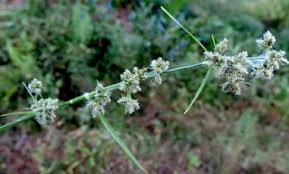 Image result for Pycreus mundtii