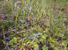 Image result for Lycopodiella caroliniana