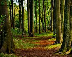 Kumpulan gambar dan foto pemandangan indah dengan kualitas hd Jual Poster Forest Pemandangan Hutan Yang Sejuk 85x120cm Di Lapak Poster Media Bukalapak