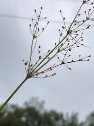 Image result for Fimbristylis