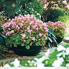 Image result for begonia semperflorens