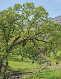 2019-2020 Annual Report