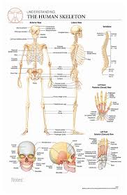 Body Scientific International Post It Anatomy Of Human Skeleton Chart Teaching Supplies Classroom Safety
