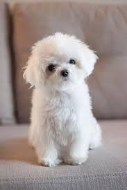 Not every small dog breed is fluffy. Fluffy Little White Dog Online Shopping Mall Find The Best Prices And Places To Buy
