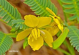 Image result for Chamaecrista mimosoides