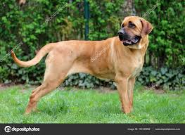American bandog) или американский бандогги мастиф — американская порода сторожевых собак. Stockfotos Bandog Bilder Stockfotografie Bandog Lizenzfreie Fotos Depositphotos