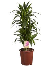 Dracaena Janet Craig, Fair Flora - FloraStore