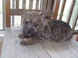 Cairn Terrier Puppy Breeder Cairnoodle Puppies For Sale Cairnoodles Puppy Breeders Cairn Terrier Puppies Cairn Terrier Terrier Puppy