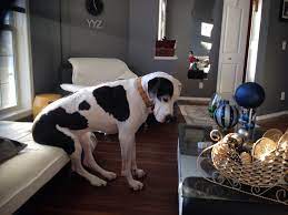 Any great dane who appears to be needing care, whether it be grooming, feeding, housing, or other needs will be removed at moderators discretion. My Sweet Great Dane Sitting On The Couch Diy Dog Stuff Great Dane Dog Furniture