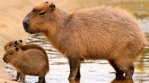 Carpincho origen del meme por qué los carpinchos están de moda por qué los. 8 Ideas De Capibara Films Animales Ilustraciones Dibujos