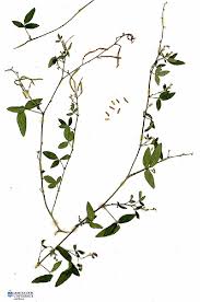 Image result for Desmodium scorpiurus