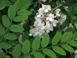 Acacia Flower The Australian Treasure Floraqueen